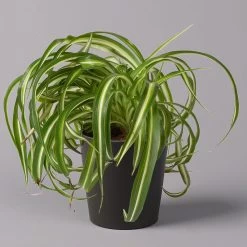 Grünlilie 'Bonnie' Mit Keramiktopf Dallas Anthrazit, Topf-Ø 12 Cm, Höhe Ca. 25cm