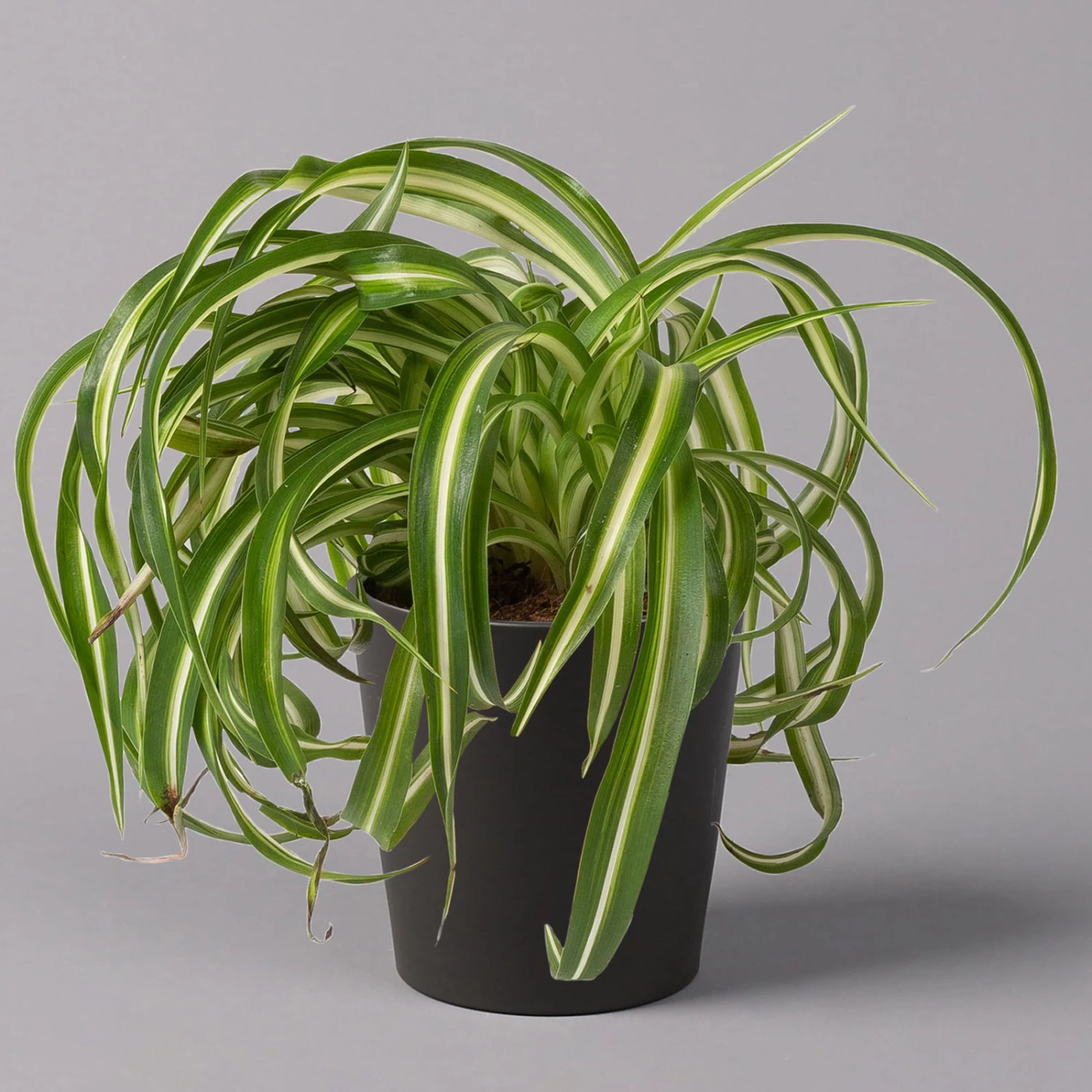 Grünlilie 'Bonnie' Mit Keramiktopf Dallas Anthrazit, Topf-Ø 12 Cm, Höhe Ca. 25cm 1 Grünlilie 'Bonnie' Mit Keramiktopf Dallas Anthrazit, Topf-Ø 12 Cm, Höhe Ca. 25cm