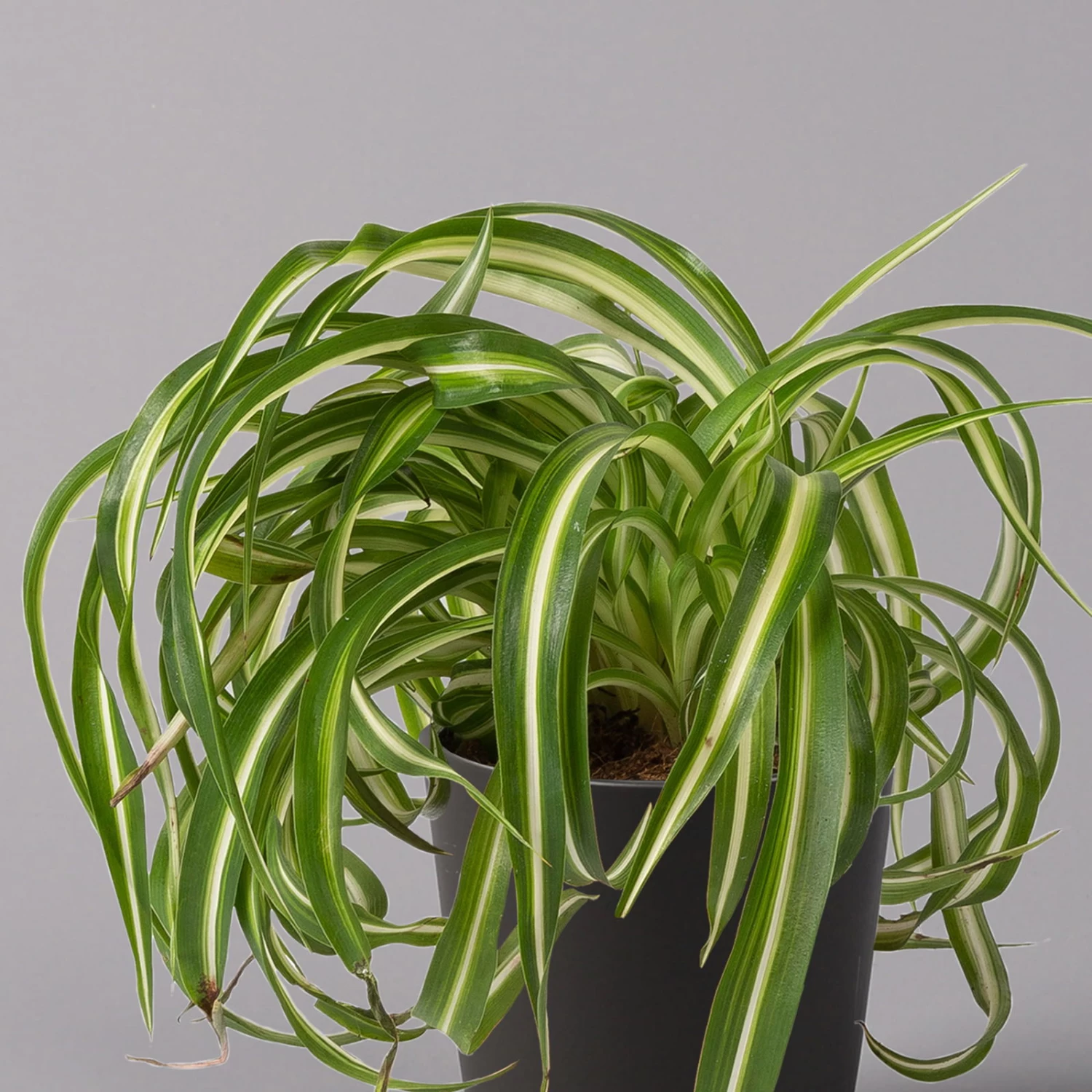 Grünlilie 'Bonnie' Mit Keramiktopf Dallas Anthrazit, Topf-Ø 12 Cm, Höhe Ca. 25cm 2 Grünlilie 'Bonnie' Mit Keramiktopf Dallas Anthrazit, Topf-Ø 12 Cm, Höhe Ca. 25cm – Bild 2