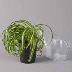 Grünlilie 'Bonnie' Mit Keramiktopf Dallas Anthrazit, Topf-Ø 12 Cm, Höhe Ca. 25cm 9 Grünlilie 'Bonnie' Mit Keramiktopf Dallas Anthrazit, Topf-Ø 12 Cm, Höhe Ca. 25cm -Gartenbedarf Verkäufe 0220108267 Chlorophyt Bonnie Dallas anthraz 32