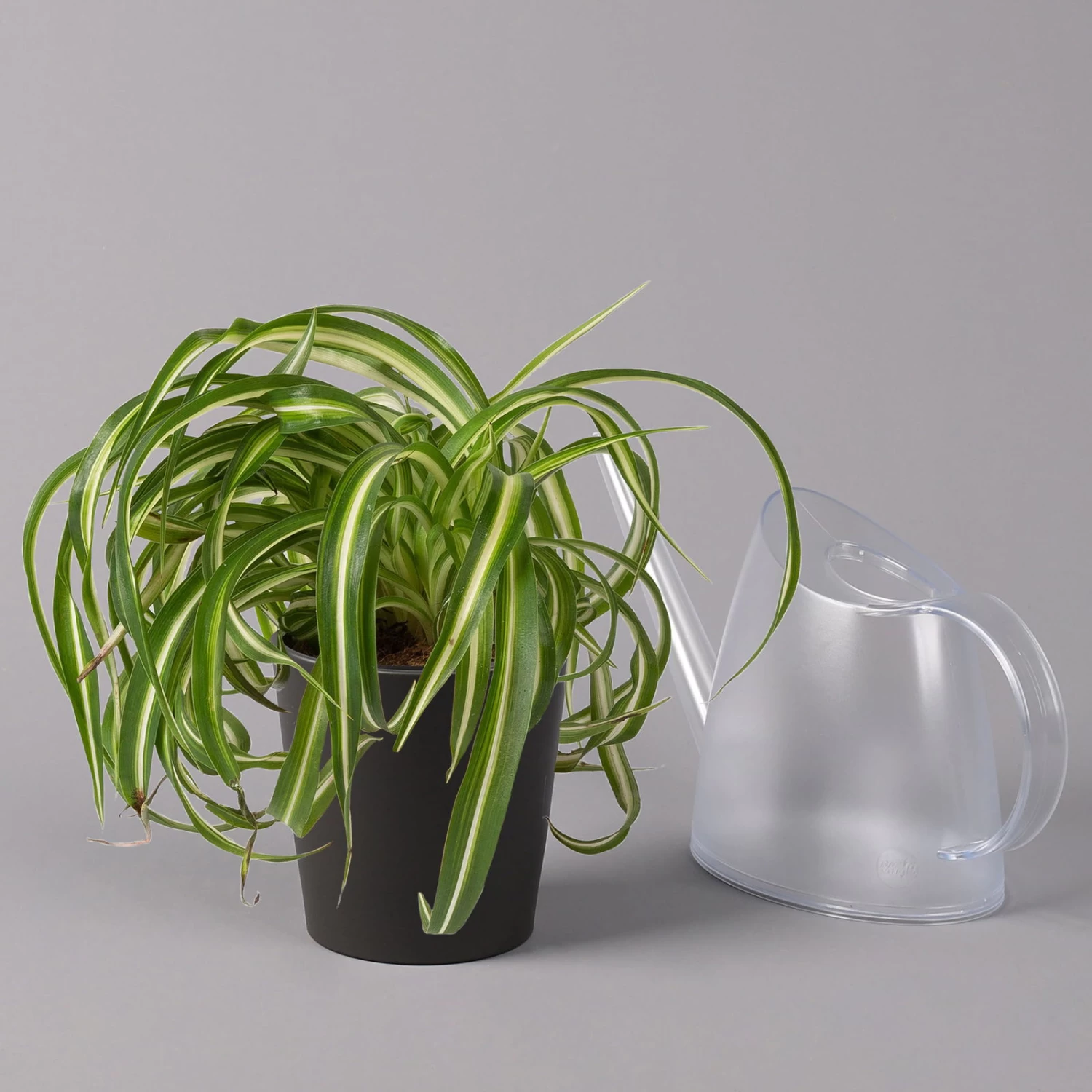 Grünlilie 'Bonnie' Mit Keramiktopf Dallas Anthrazit, Topf-Ø 12 Cm, Höhe Ca. 25cm 3 Grünlilie 'Bonnie' Mit Keramiktopf Dallas Anthrazit, Topf-Ø 12 Cm, Höhe Ca. 25cm – Bild 3