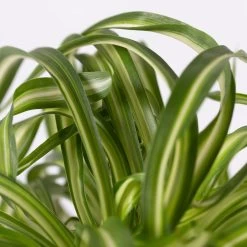 Grünlilie 'Bonnie' Mit Keramiktopf Dallas Anthrazit, Topf-Ø 12 Cm, Höhe Ca. 25cm 10 Grünlilie 'Bonnie' Mit Keramiktopf Dallas Anthrazit, Topf-Ø 12 Cm, Höhe Ca. 25cm -Gartenbedarf Verkäufe 0220108267 Chlorophyt Bonnie Dallas anthraz 42