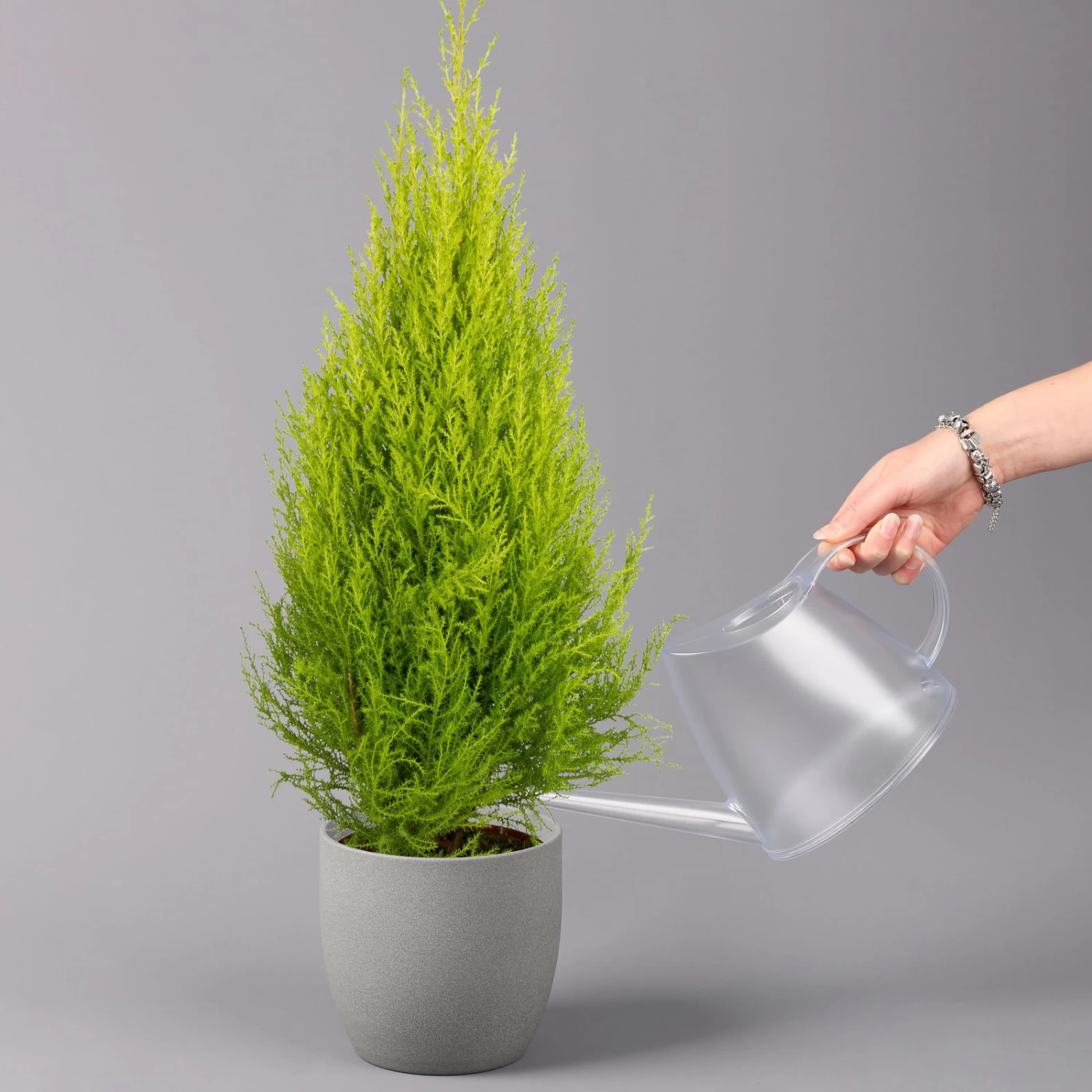 Zimmerzypresse 'Goldcrest', Pyramide, Topf-Ø 17 Cm, 2er-Set 2 Zimmerzypresse 'Goldcrest', Pyramide, Topf-Ø 17 Cm, 2er-Set – Bild 2