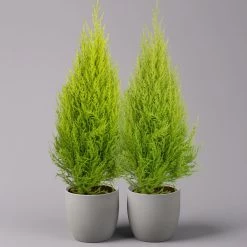 Zimmerzypresse 'Goldcrest', Pyramide, Topf-Ø 17 Cm, 2er-Set