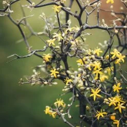 Zickzackstrauch, Topf-Ø 13 Cm, Höhe Ca. 25 Cm, 2er-Set 14 Zickzackstrauch, Topf-Ø 13 Cm, Höhe Ca. 25 Cm, 2er-Set -Gartenbedarf Verkäufe 0220108510 0220108511 0220108515 0220108516 0220108517 0220108518 0220108519 0220108520 Corokia 1 116837