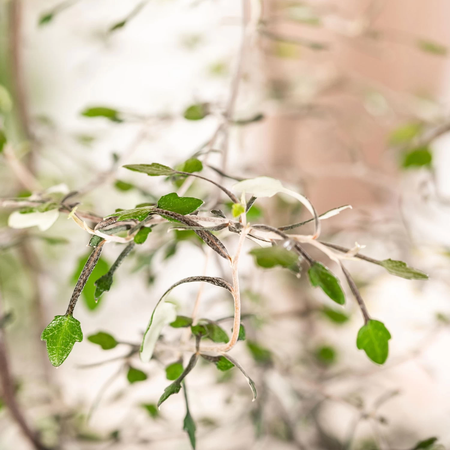 Zickzackstrauch, Topf-Ø 13 Cm, Höhe Ca. 25 Cm, 2er-Set 2 Zickzackstrauch, Topf-Ø 13 Cm, Höhe Ca. 25 Cm, 2er-Set – Bild 2