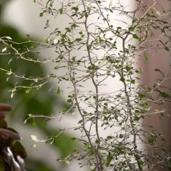 Zickzackstrauch, Topf-Ø 13 Cm, Höhe Ca. 25 Cm, 2er-Set 13 Zickzackstrauch, Topf-Ø 13 Cm, Höhe Ca. 25 Cm, 2er-Set -Gartenbedarf Verkäufe 0220108510 0220108511 0220108515 0220108516 0220108517 0220108518 0220108519 0220108520 Corokia 3 116836