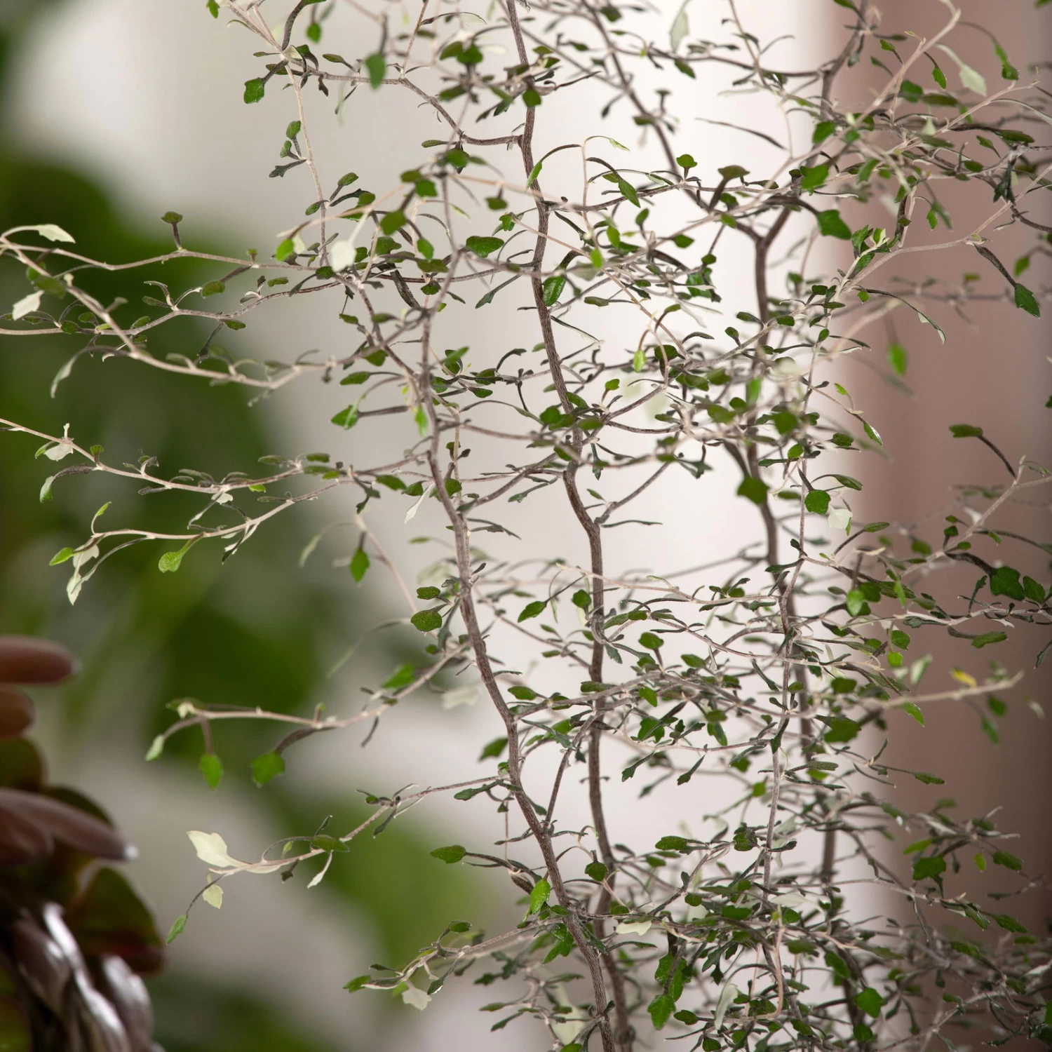 Zickzackstrauch, Topf-Ø 13 Cm, Höhe Ca. 25 Cm, 2er-Set 5 Zickzackstrauch, Topf-Ø 13 Cm, Höhe Ca. 25 Cm, 2er-Set – Bild 5