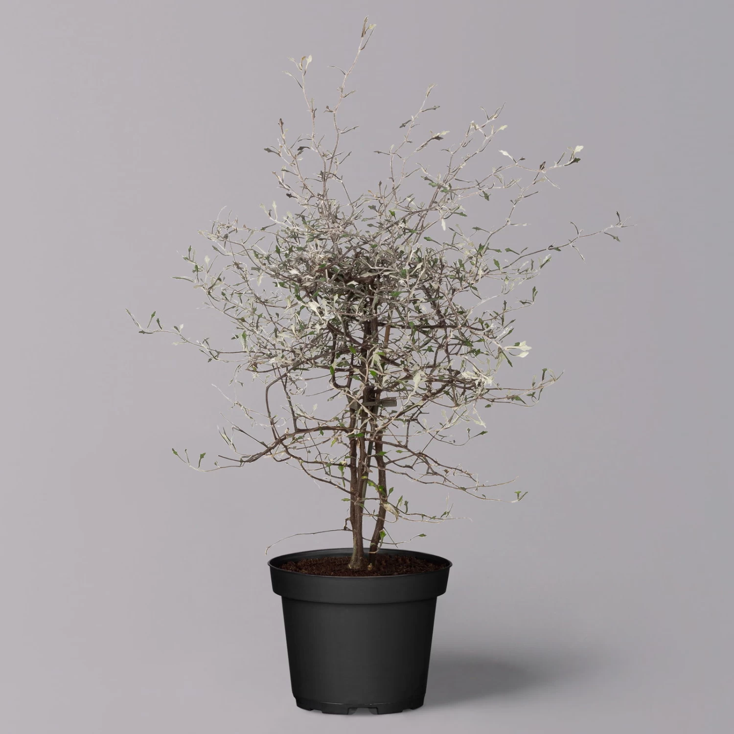 Zickzackstrauch, Topf-Ø 13 Cm, Höhe Ca. 25 Cm, 2er-Set 1 Zickzackstrauch, Topf-Ø 13 Cm, Höhe Ca. 25 Cm, 2er-Set