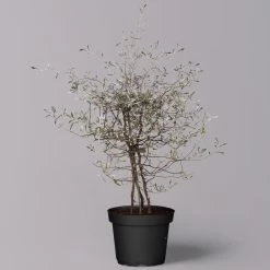 Zickzackstrauch, Topf-Ø 13 Cm, Höhe Ca. 25 Cm, 2er-Set 15 Zickzackstrauch, Topf-Ø 13 Cm, Höhe Ca. 25 Cm, 2er-Set -Gartenbedarf Verkäufe 0220108517 Corokia cotoneaster 9 119865