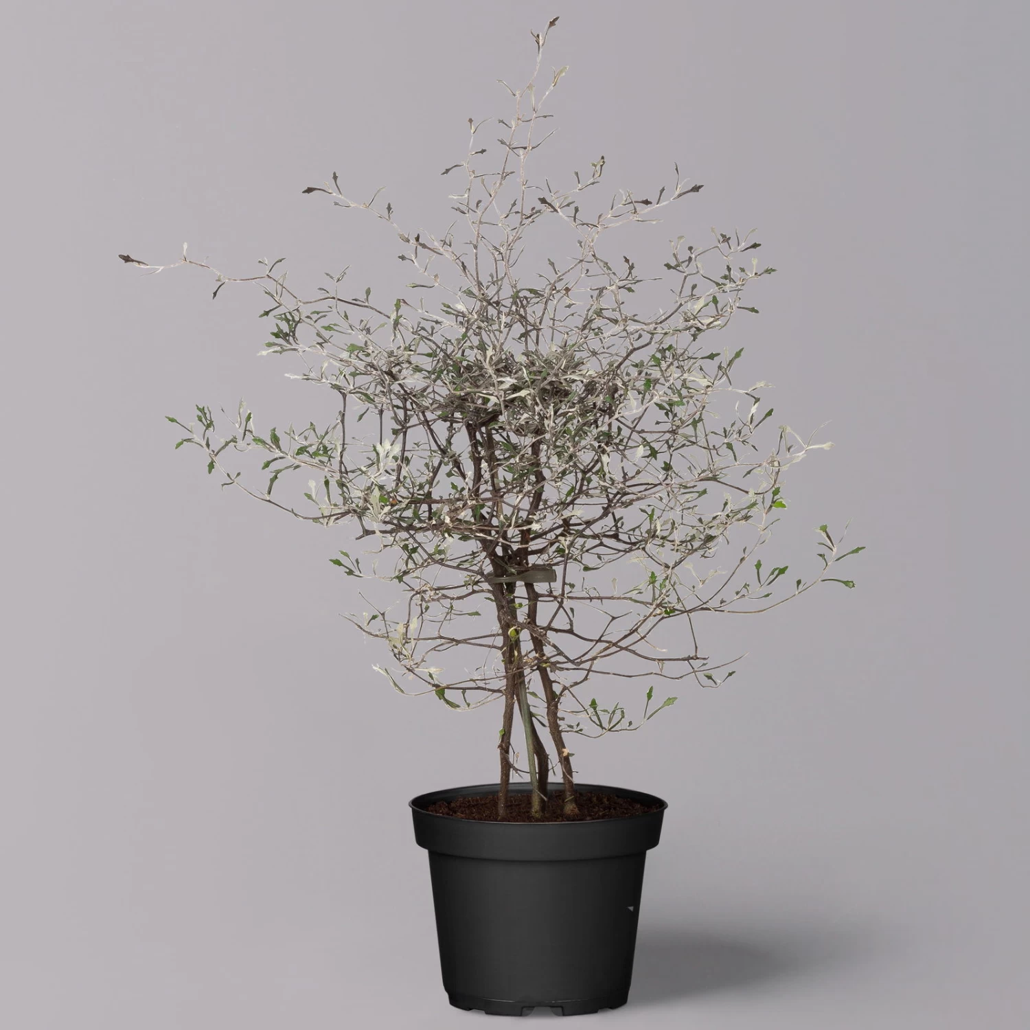 Zickzackstrauch, Topf-Ø 13 Cm, Höhe Ca. 25 Cm, 2er-Set 7 Zickzackstrauch, Topf-Ø 13 Cm, Höhe Ca. 25 Cm, 2er-Set – Bild 7