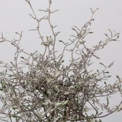 Zickzackstrauch, Topf-Ø 13 Cm, Höhe Ca. 25 Cm, 2er-Set 11 Zickzackstrauch, Topf-Ø 13 Cm, Höhe Ca. 25 Cm, 2er-Set -Gartenbedarf Verkäufe 0220108517 Corokia cotoneaster 2 117169