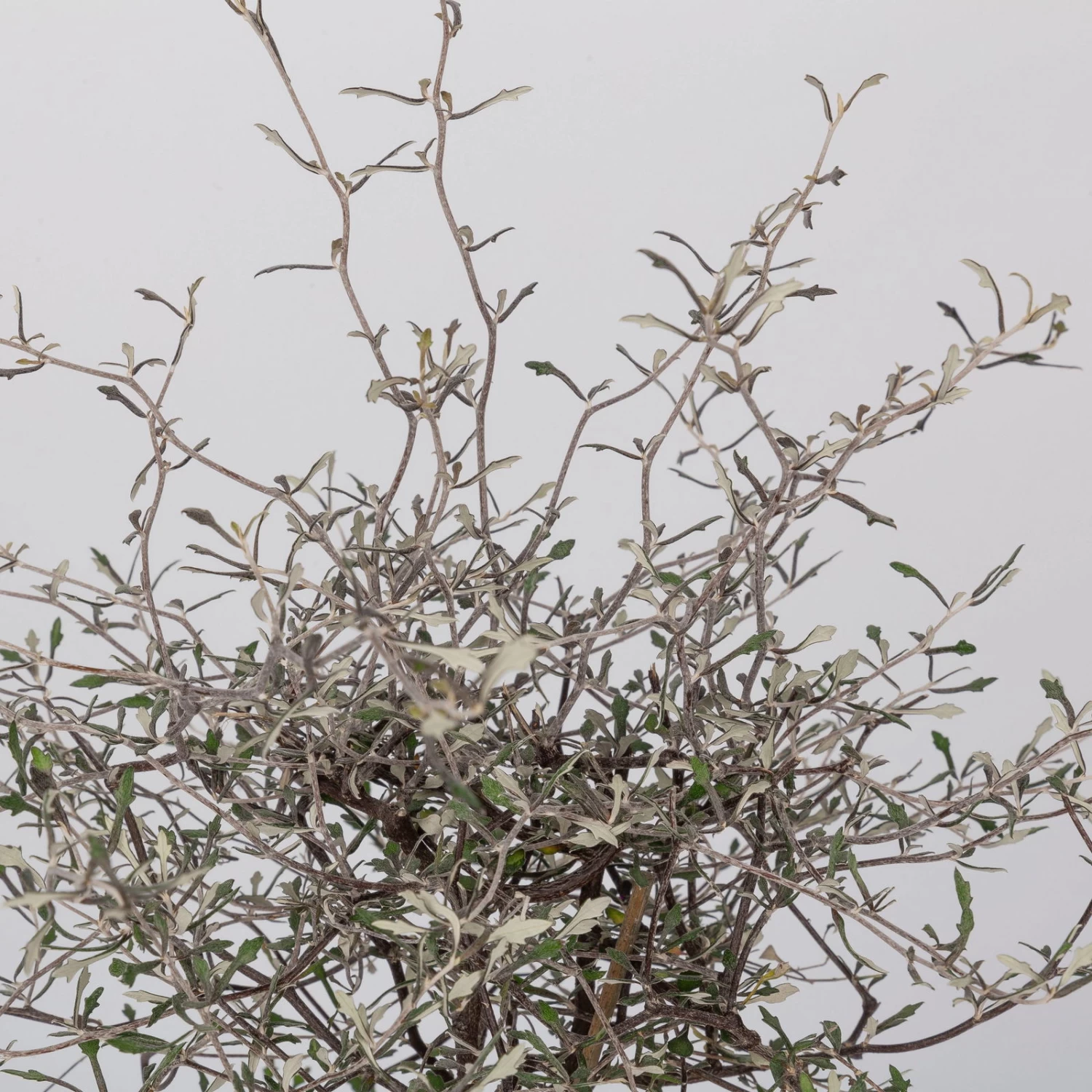 Zickzackstrauch, Topf-Ø 13 Cm, Höhe Ca. 25 Cm, 2er-Set 3 Zickzackstrauch, Topf-Ø 13 Cm, Höhe Ca. 25 Cm, 2er-Set – Bild 3