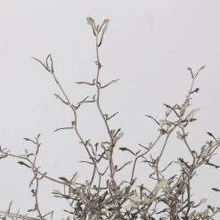 Zickzackstrauch, Topf-Ø 13 Cm, Höhe Ca. 25 Cm, 2er-Set 12 Zickzackstrauch, Topf-Ø 13 Cm, Höhe Ca. 25 Cm, 2er-Set -Gartenbedarf Verkäufe 0220108517 Corokia cotoneaster 3 117168