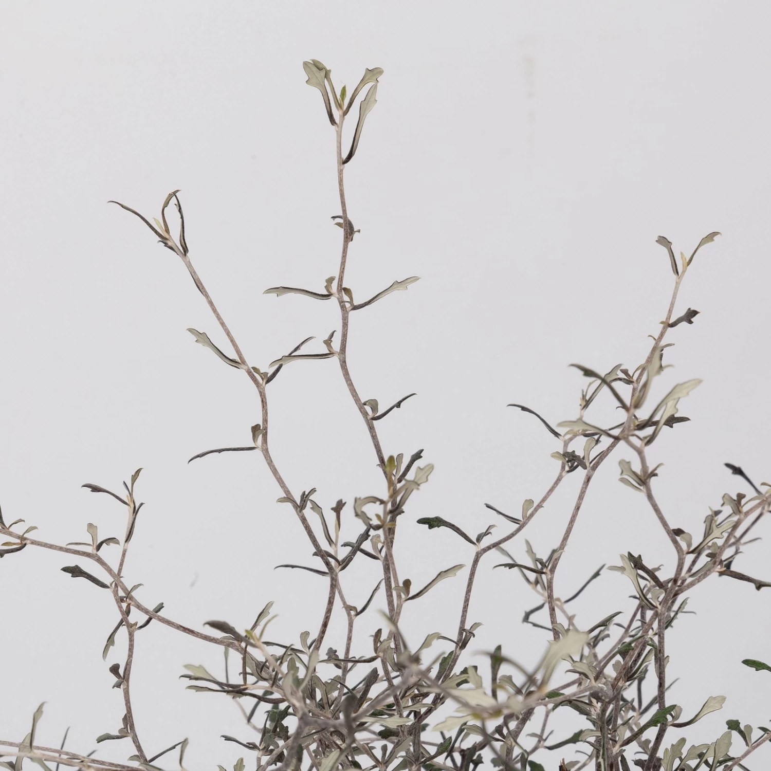 Zickzackstrauch, Topf-Ø 13 Cm, Höhe Ca. 25 Cm, 2er-Set 4 Zickzackstrauch, Topf-Ø 13 Cm, Höhe Ca. 25 Cm, 2er-Set – Bild 4