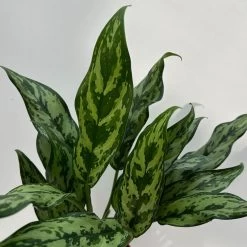 Aglaonema 'Miss Juliette', Topf-Ø 12 Cm, Höhe Ca. 35 Cm 8 Aglaonema 'Miss Juliette', Topf-Ø 12 Cm, Höhe Ca. 35 Cm -Gartenbedarf Verkäufe 0220108541 Aglaonema Miss Juliette 12cmT H35cm 7 125647