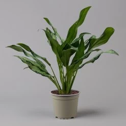 Aglaonema 'Miss Juliette', Topf-Ø 12 Cm, Höhe Ca. 35 Cm 9 Aglaonema 'Miss Juliette', Topf-Ø 12 Cm, Höhe Ca. 35 Cm -Gartenbedarf Verkäufe 0220108541 Aglaonema Miss Juliette 12cmT H35cm f 126173