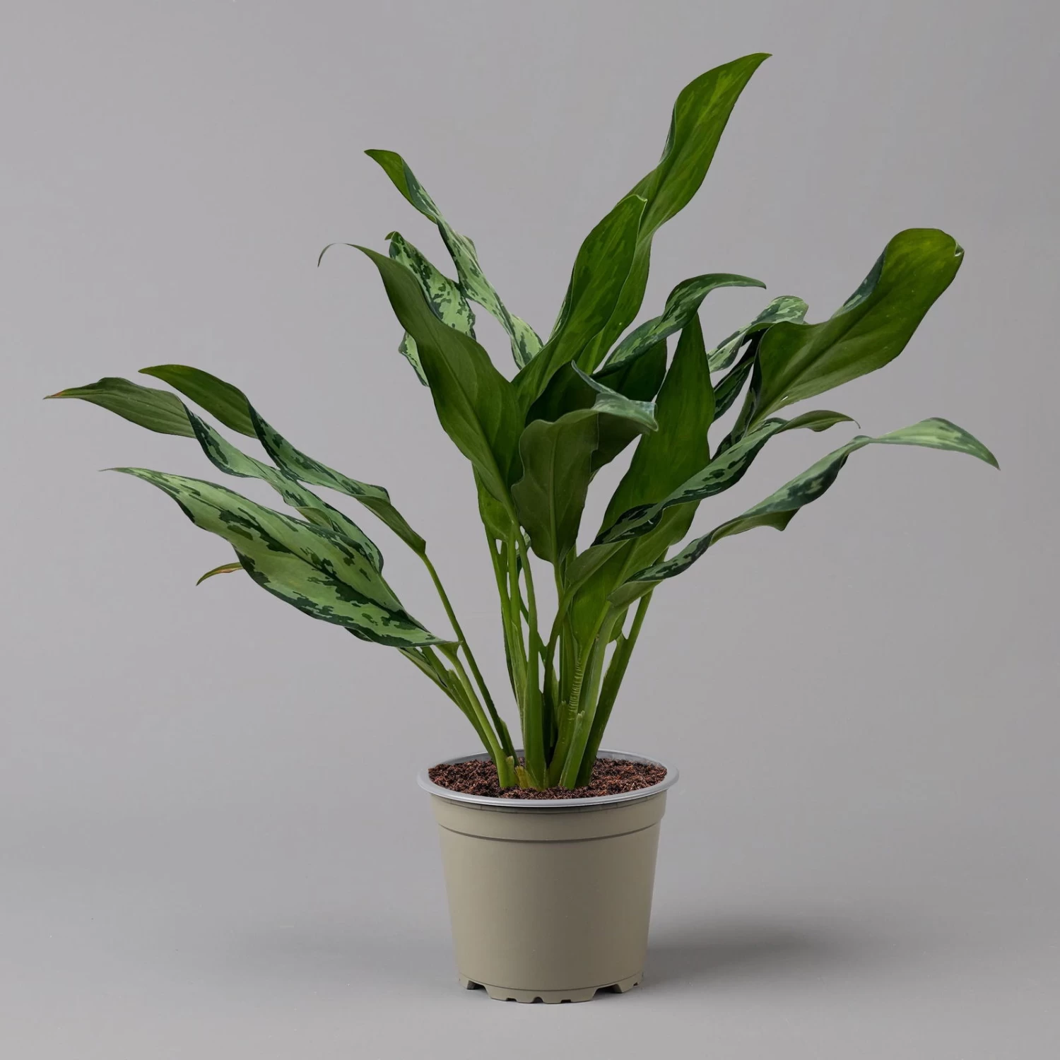 Aglaonema 'Miss Juliette', Topf-Ø 12 Cm, Höhe Ca. 35 Cm 4 Aglaonema 'Miss Juliette', Topf-Ø 12 Cm, Höhe Ca. 35 Cm – Bild 4