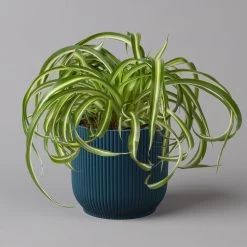 Grünlilie 'Bonnie' Mit Übertopf Vibes Blau, Topf-Ø 12 Cm, Höhe Ca. 25 Cm