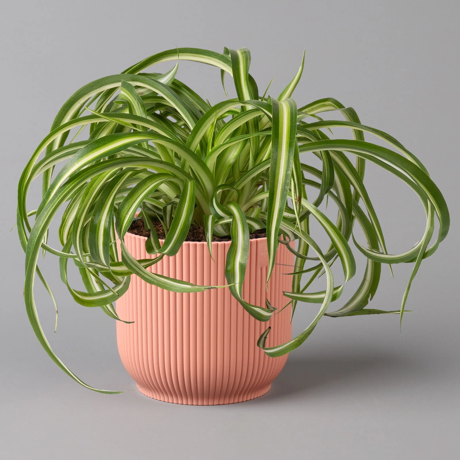 Grünlilie 'Bonnie' Mit Übertopf Vibes Rosa, Topf-Ø 12 Cm, Höhe Ca. 25 Cm 1 Grünlilie 'Bonnie' Mit Übertopf Vibes Rosa, Topf-Ø 12 Cm, Höhe Ca. 25 Cm