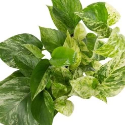 Grünpflanzen Trend-Mix Für Halbschattig/schattige Standorte, Topf 12 Cm Ø -Gartenbedarf Verkäufe 0220150063