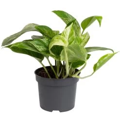 Grünpflanzen Trend-Mix Für Halbschattig/schattige Standorte, Topf 12 Cm Ø -Gartenbedarf Verkäufe 0220150063 1