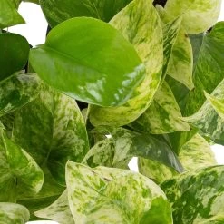 Grünpflanzen Trend-Mix Für Halbschattig/schattige Standorte, Topf 12 Cm Ø -Gartenbedarf Verkäufe 0220150063 1 1