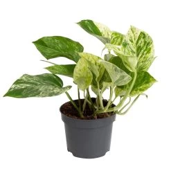 Grünpflanzen Trend-Mix Für Halbschattig/schattige Standorte, Topf 12 Cm Ø -Gartenbedarf Verkäufe 0220150063 2