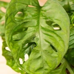 Grünpflanzen Trend-Mix Für Halbschattig/schattige Standorte, Topf 12 Cm Ø -Gartenbedarf Verkäufe 0220150063 6