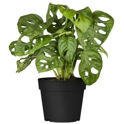 Grünpflanzen Trend-Mix Für Halbschattig/schattige Standorte, Topf 12 Cm Ø -Gartenbedarf Verkäufe 0220150063 7