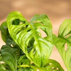 Grünpflanzen Trend-Mix Für Halbschattig/schattige Standorte, Topf 12 Cm Ø -Gartenbedarf Verkäufe 0220150063 8