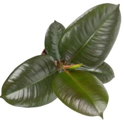 Grünpflanzen Trend-Mix Für Halbschattig/schattige Standorte, Topf 12 Cm Ø -Gartenbedarf Verkäufe 0220150064 3