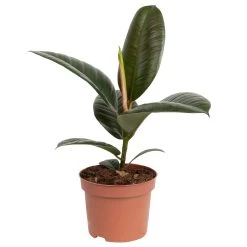 Grünpflanzen Trend-Mix Für Halbschattig/schattige Standorte, Topf 12 Cm Ø -Gartenbedarf Verkäufe 0220150064 5