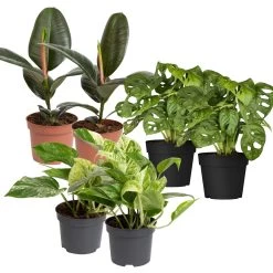 Grünpflanzen Trend-Mix Für Halbschattig/schattige Standorte, Topf 12 Cm Ø