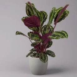 Bestseller 19 Calathea 'Medallion', Topf-Ø 19 Cm, Höhe Ca. 85 Cm