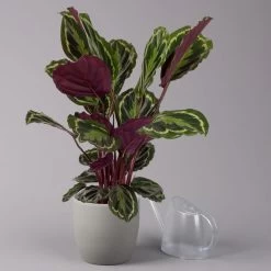 Calathea 'Medallion', Topf-Ø 19 Cm, Höhe Ca. 85 Cm 8 Calathea 'Medallion', Topf-Ø 19 Cm, Höhe Ca. 85 Cm -Gartenbedarf Verkäufe 0220160008 Calathea Medaillon 19cm 3 109549