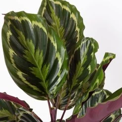Calathea 'Medallion', Topf-Ø 19 Cm, Höhe Ca. 85 Cm 9 Calathea 'Medallion', Topf-Ø 19 Cm, Höhe Ca. 85 Cm -Gartenbedarf Verkäufe 0220160008 Calathea Medaillon 19cm 4 109550