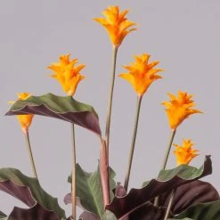 Calathea Crocata, Topf-Ø 14 Cm, Höhe Ca. 40 Cm -Gartenbedarf Verkäufe 0220160082 Calathea crocata T14 42 117753