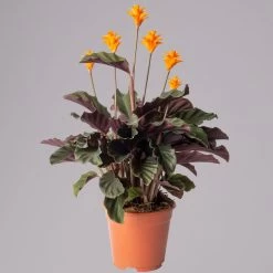 Calathea Crocata, Topf-Ø 14 Cm, Höhe Ca. 40 Cm