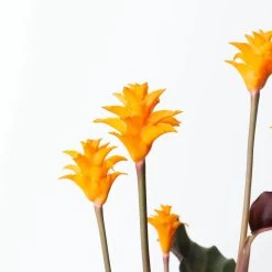 Calathea Crocata, Topf-Ø 14 Cm, Höhe Ca. 40 Cm -Gartenbedarf Verkäufe 0220160082 Calathea crocata T14 7 117630