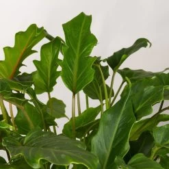 Philodendron Xanadu Im Korb Gaby Natur, Topf-Ø 21 Cm, Höhe Ca. 30-50 Cm -Gartenbedarf Verkäufe 0220180137 Philoderndron Xanandu im Dekokorb Gaby T21 WS 3