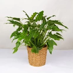 Philodendron Xanadu Im Korb Gaby Natur, Topf-Ø 21 Cm, Höhe Ca. 30-50 Cm