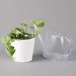 Scindapsus Pictus 'Argyraeus' In Keramitopf Dallas Weiß, Topf-Ø 12 Cm, 2er-Set -Gartenbedarf Verkäufe 0220180197 Scind pict Argyraeus Topf Dallas weiss 1