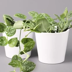 Scindapsus Pictus 'Argyraeus' In Keramitopf Dallas Weiß, Topf-Ø 12 Cm, 2er-Set
