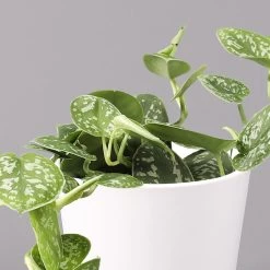 Scindapsus Pictus 'Argyraeus' In Keramitopf Dallas Weiß, Topf-Ø 12 Cm, 2er-Set -Gartenbedarf Verkäufe 0220180197 Scind pict Argyraeus Topf Dallas weiss 3