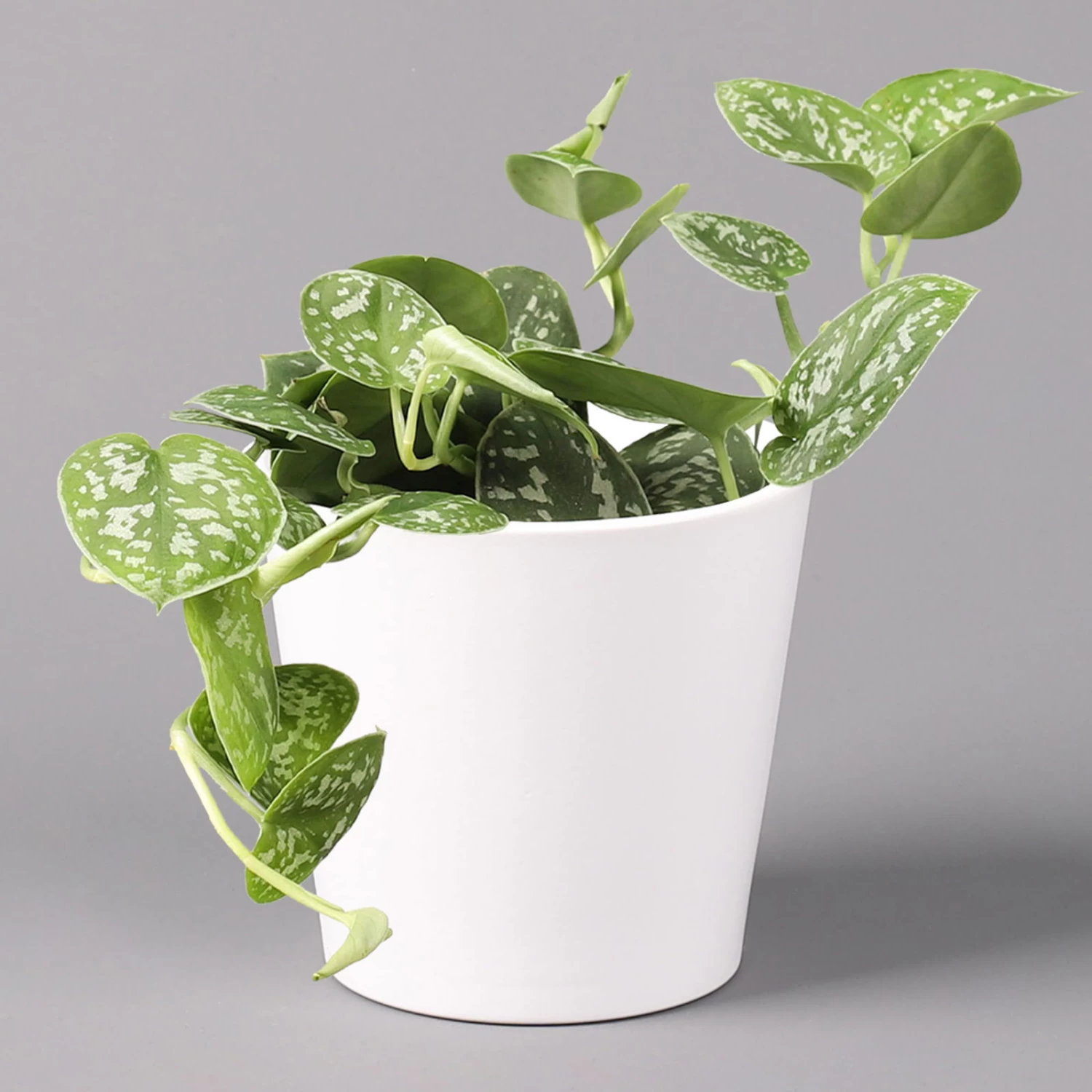 Scindapsus Pictus 'Argyraeus' In Keramitopf Dallas Weiß, Topf-Ø 12 Cm 1 Scindapsus Pictus 'Argyraeus' In Keramitopf Dallas Weiß, Topf-Ø 12 Cm