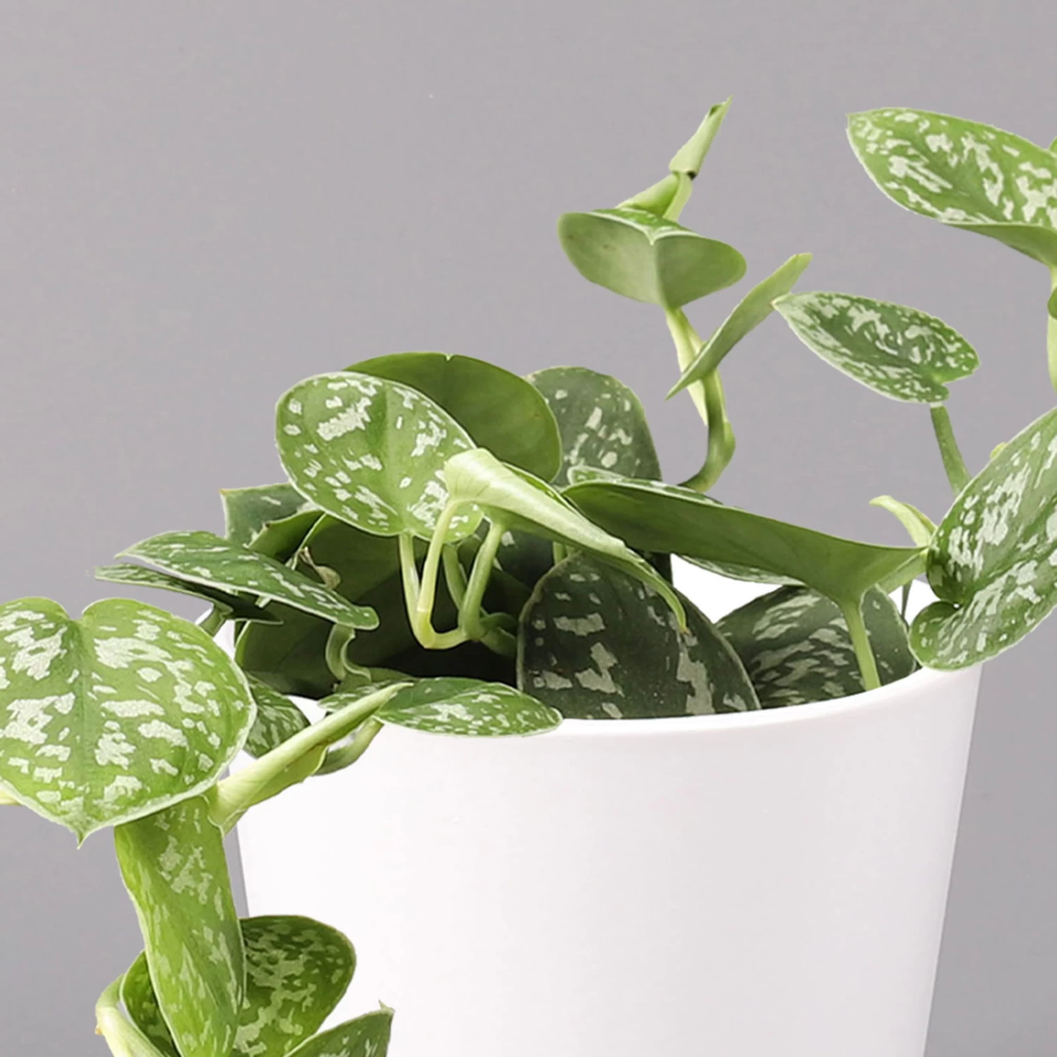 Scindapsus Pictus 'Argyraeus' In Keramitopf Dallas Weiß, Topf-Ø 12 Cm 2 Scindapsus Pictus 'Argyraeus' In Keramitopf Dallas Weiß, Topf-Ø 12 Cm – Bild 2