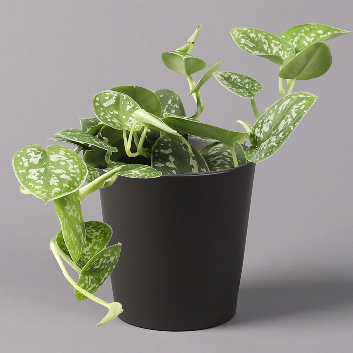 Gefleckte Efeutute 'Argyraeus, Inkl. Keramitopf Dallas Anthrazit, Topf 12 Cm Ø 1 Gefleckte Efeutute 'Argyraeus, Inkl. Keramitopf Dallas Anthrazit, Topf 12 Cm Ø