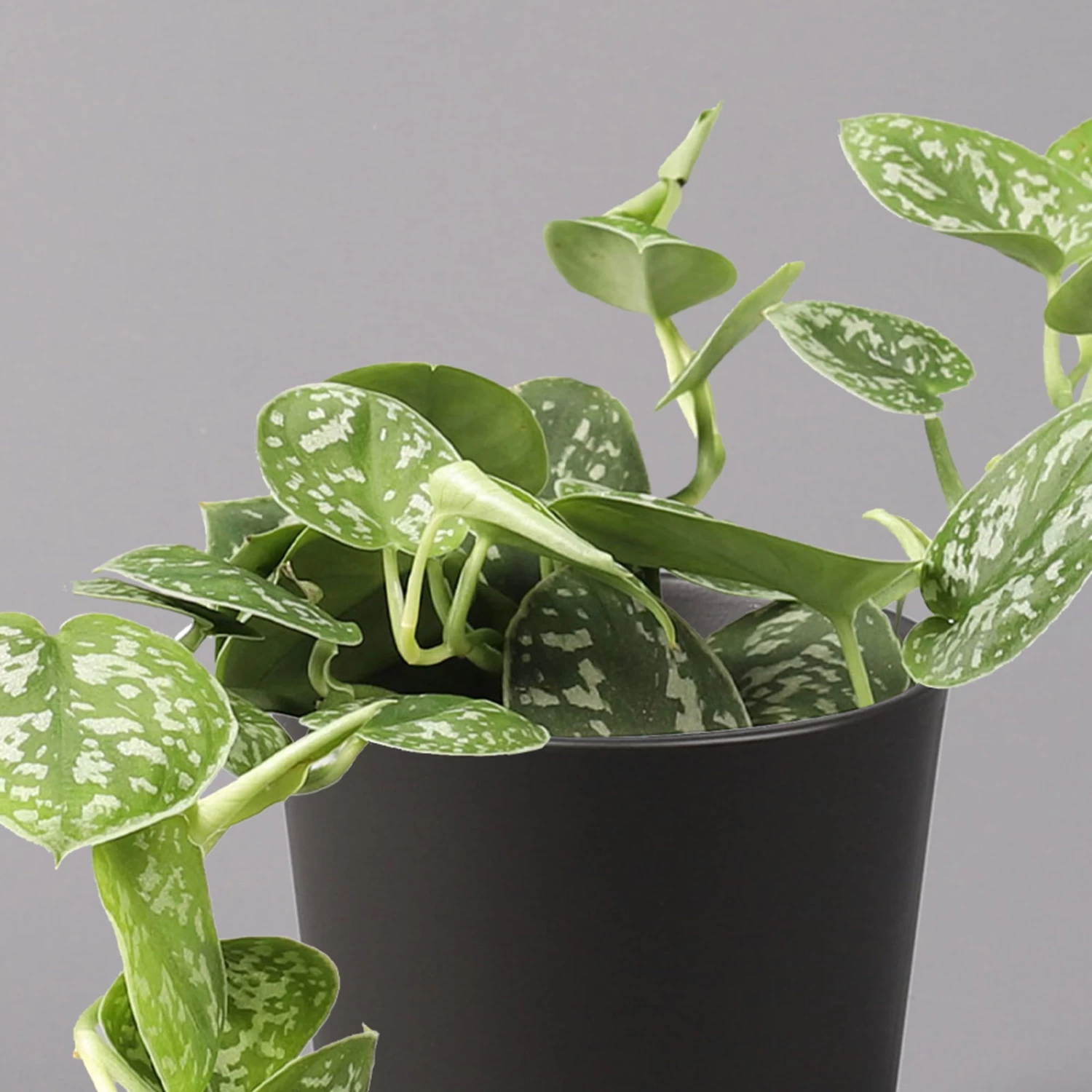 Gefleckte Efeutute 'Argyraeus, Inkl. Keramitopf Dallas Anthrazit, Topf 12 Cm Ø 2 Gefleckte Efeutute 'Argyraeus, Inkl. Keramitopf Dallas Anthrazit, Topf 12 Cm Ø – Bild 2