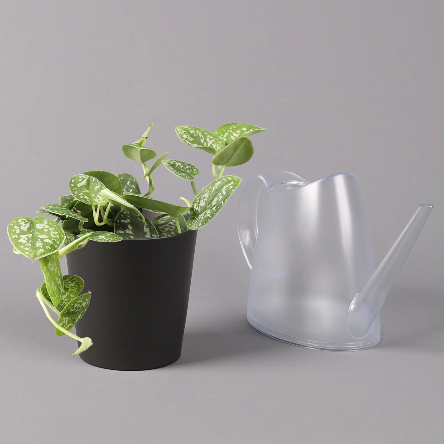 Gefleckte Efeutute 'Argyraeus, Inkl. Keramitopf Dallas Anthrazit, Topf 12 Cm Ø 3 Gefleckte Efeutute 'Argyraeus, Inkl. Keramitopf Dallas Anthrazit, Topf 12 Cm Ø – Bild 3